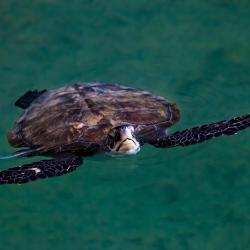 Dubai Turtle Rehabilitation Project